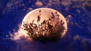 ラベンダーを入れたアイスボード