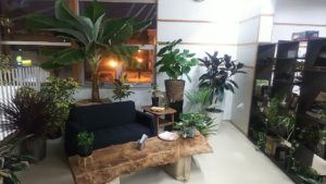 ソファー周辺にカラフルな植物が並ぶ