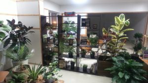 飾り棚に並ぶ植物