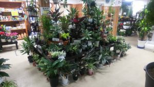 1階売店で販売している色とりどりのカラーリーフ植物