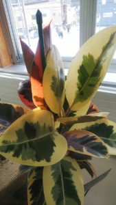 緑、白、赤が入り混じった葉をもつ植物