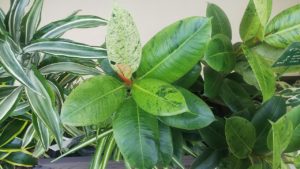 緑や白、黄緑色の絵具を刷毛で飛ばしたような模様が付いた葉