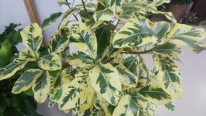 緑葉に白い模様が複雑に入り組んだ葉