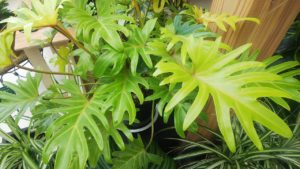 新芽がライム色になる葉