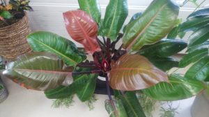 新葉が赤くなる葉