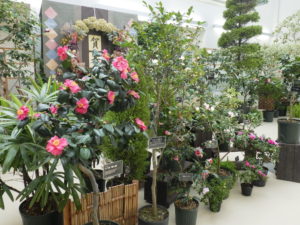 数品種のツバキが並ぶ。手前に赤く大きな花がたくさんついている