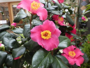 赤くふわっと広がった花弁の　ツバキ’隠れ磯’