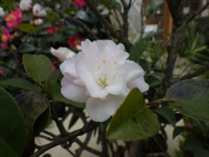 八重咲きで小さいがたくさん花が咲くツバキ✕ヒメサザンカ’シナモンシンディー’