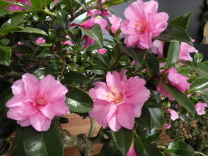 満開のサザンカ