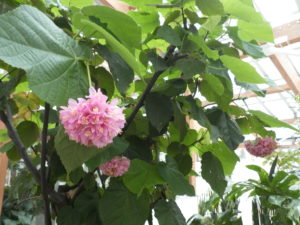 ドンベヤ1/4の様子　ピンクのぼんぼりが5，6個しか見えません