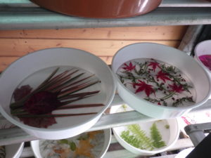 アイスボードを作る棚には植物を形良く強いて水を張った皿が並ぶ