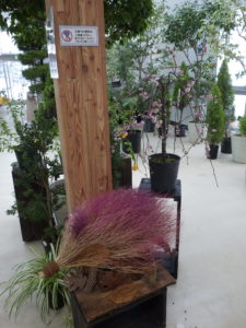 ホウキグサで作った干支のイノシシとしだれウメ