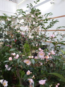 小輪の白やピンクの椿