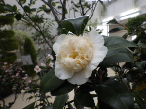 白の八重咲きで、中心部分が厚くなっている