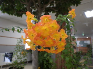 オレンジ色の小さなラッパ型の花がいくつも固まって咲いている