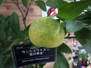 まだ緑色のウンシュウミカンが鉢になっている