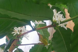 白く細かい花が咲くコーヒーノキ