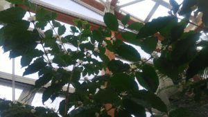 コーヒーの白い花がびっしり咲く様