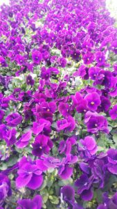 ビオラの紫の花が一面に咲く