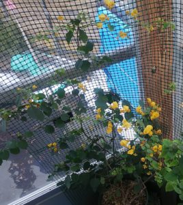 黄色の花が咲く