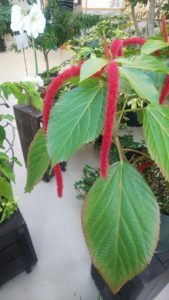 赤いヒモ状の花がぶら下がる