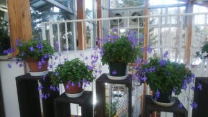 紫の小花が咲き誇る