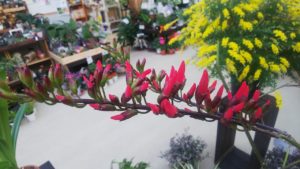 赤い花が連なって咲く