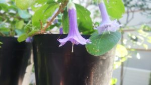 紫のラッパ状の花が咲く