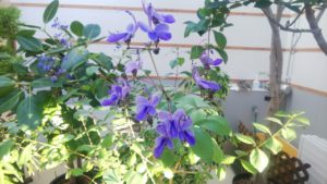 紫の蝶が舞うように咲く