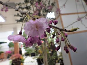 桜色の八重咲きのサクラの花のアップ