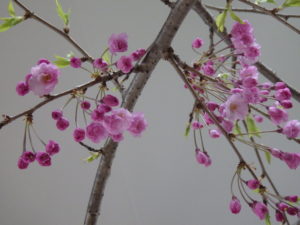 センター内でシダレザクラの八重咲きで美しいピンクの花が咲いている