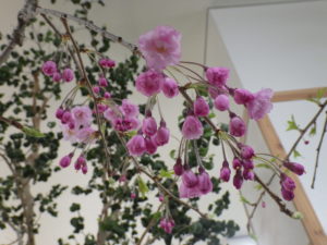シダレザクラの枝にたくさんの蕾と花