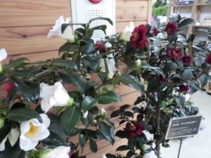 白いツバキと黒っぽい赤のツバキが並んでいる