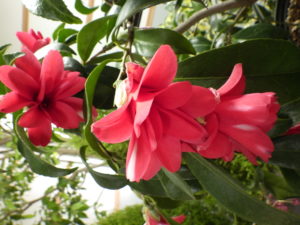 ツバキ’孔雀椿’という花弁が細長い種類で赤色