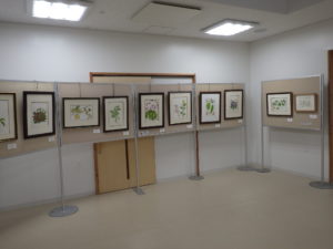 ボタニカルアート展の作品が並ぶ