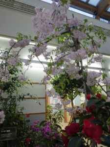 アトリウムで満開のシダレザクラ