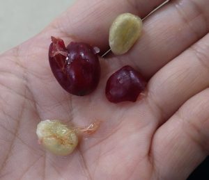 実の中から取り出した豆