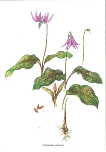 植物画　カタクリ　細かなところまで描き、忠実に着色してある