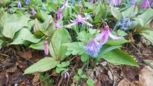 カタクリの花は枝垂れるように下向きですが、晴れた日中には空に向かって花先を反り返らせます。エゾエンゴサクとはまた違った薄紫色の花は野草園の一角を埋め尽くすように群生し、野草園の見所でもあります。