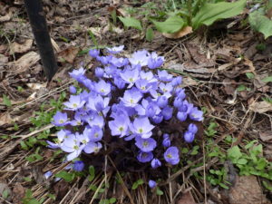 淡く青みがかった紫色のタツタソウは、一つの茎に一つの花を咲かせます。大きな株はたくさんの花が集まり、見ごたえがあります。写真はきれいなドーム型で、自然が作り出す小さなブーケのようです。