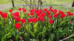 チューリップ　チェリーデライト　まぶしい赤色のチューリップが咲いている