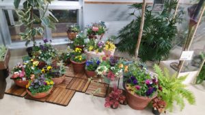 カラフルな葉を取り入れた寄せ植えの展示風景