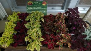 赤や緑が複雑に入り組んだ葉を持つコリウス