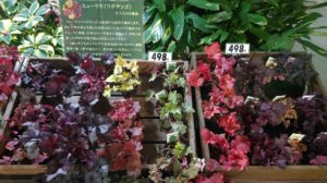 赤や黄色、オレンジなどカラフルなヒューケラ（ツボサンゴ）が並ぶ