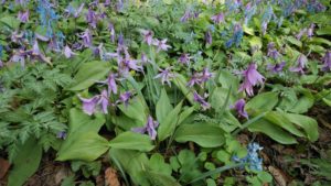 カタクリは少し色合いが落ちて終わりかかった花が見えるが今咲いている花も見える