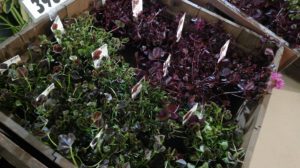 緑や赤の葉が印象的なクローバー