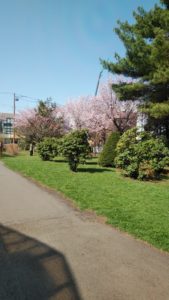 緑のセンター横のサクラが満開で緑の芝生とピンクの花、青い空が広がる