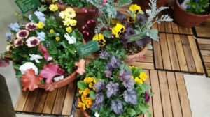 赤葉のヒューケラと寄せ植えした様子