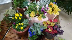 赤や黄、白葉など花を引き立たせるカラーリーフ