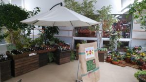 マルシェ風に飾られたカラーリーフの販売エリア